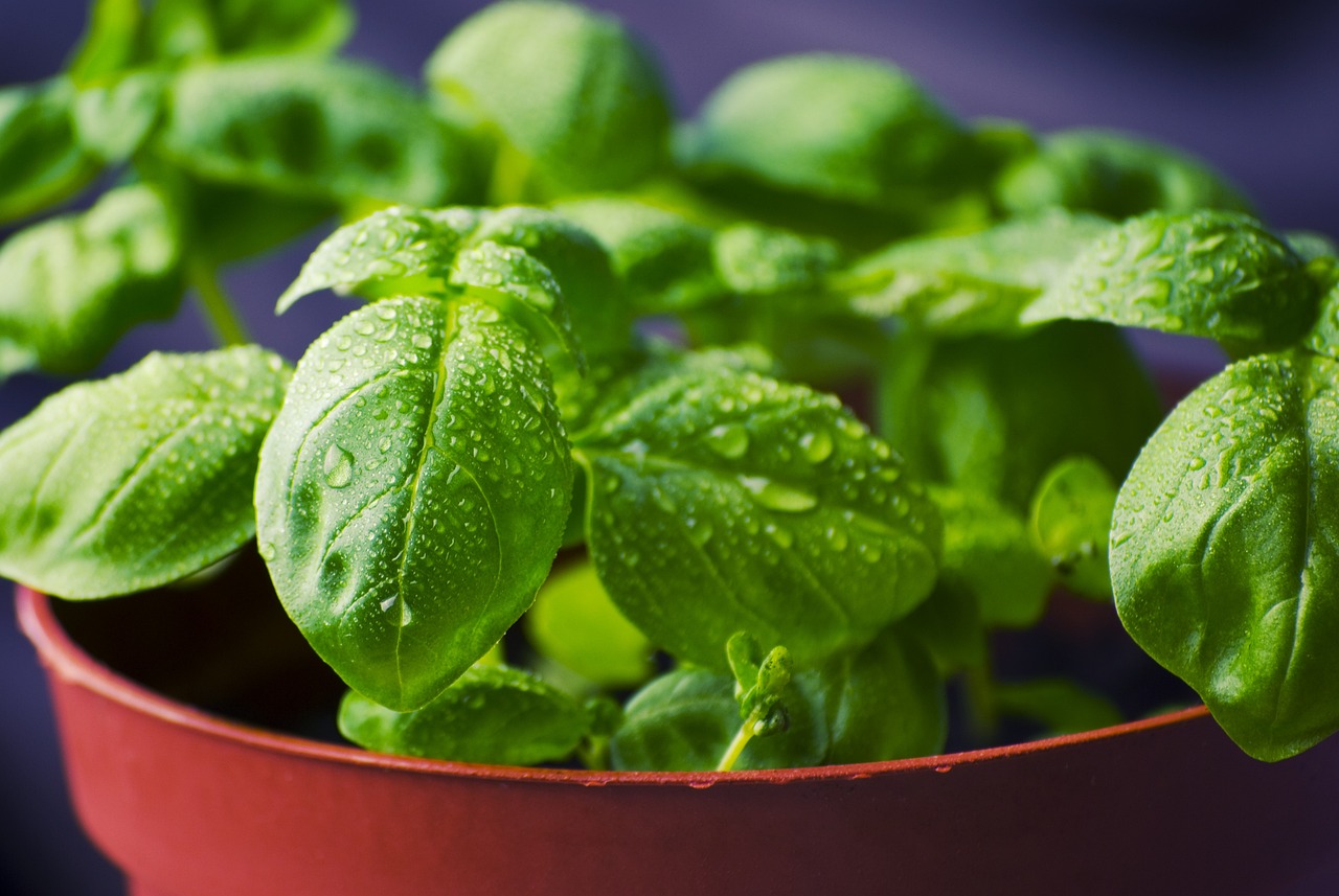 basil-herbs-food-932079 basil, herbs, food-932079.jpg