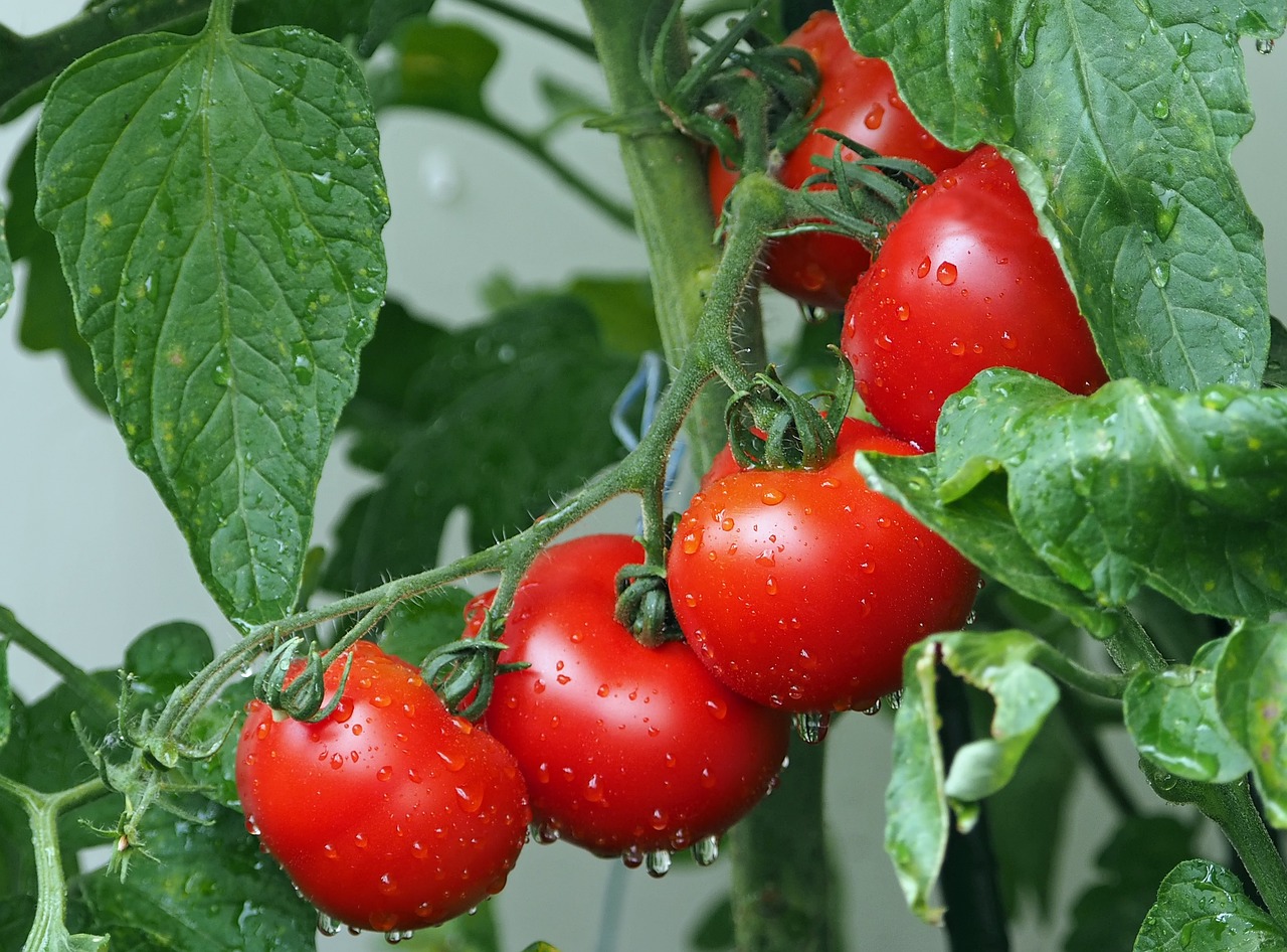 tomatoes-vines-water-droplets-1561565 tomatoes, vines, water droplets-1561565.jpg